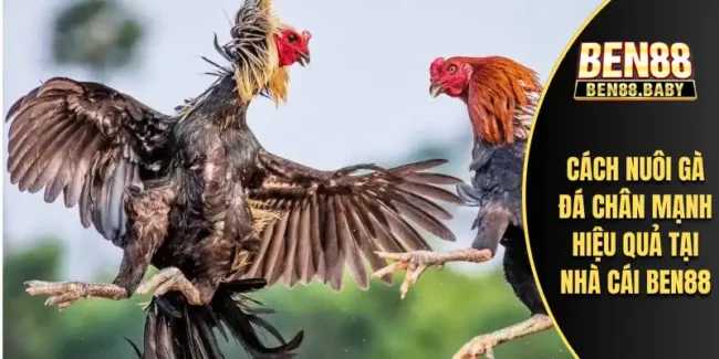 Cách Nuôi Gà Đá Chân Mạnh