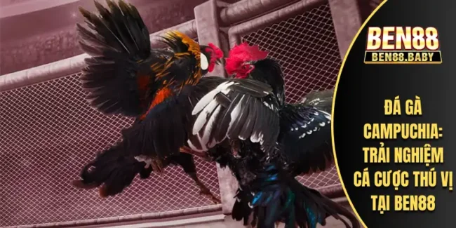 Đá Gà Campuchia