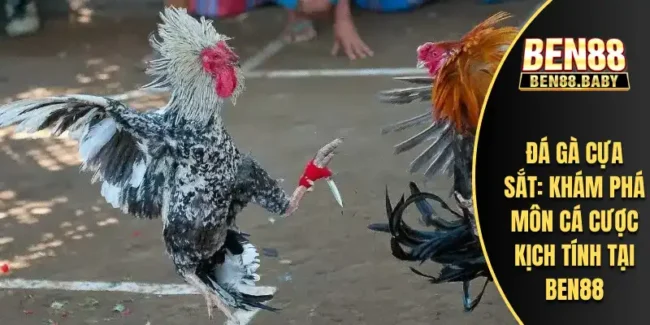 Đá Gà Cựa Sắt